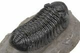 Detailed Morocops Trilobite - Very Large For Species #230484-5